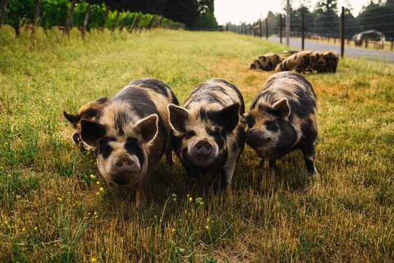 Pigs in the farm