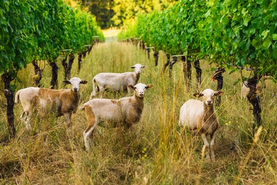 Sheep in the farm