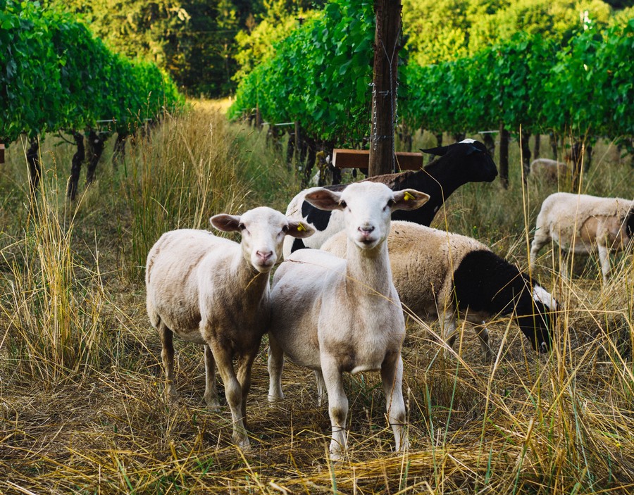 Goats in the farm