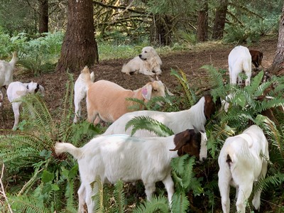 Guardian dog watching over goats