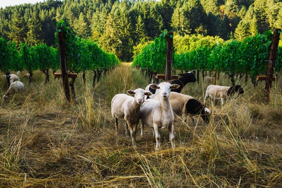 Sheep in the farm