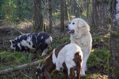Guardian dog watching over goats