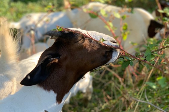 Goats eating over a plant