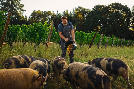 Stephen feeding the pigs