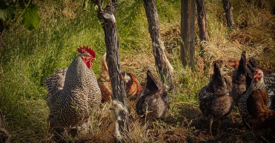 Chickens in the farm