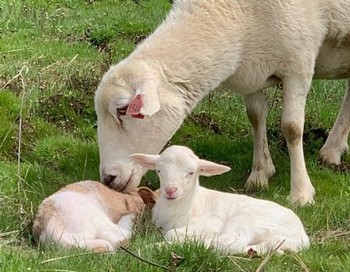 Grass-Fed Whole Lamb