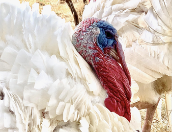 Pasture-Raised Turkey Large