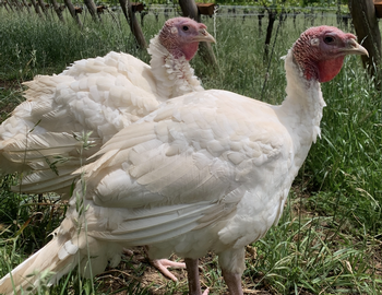 Pasture-Raised Turkey Small
