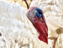 Pasture-Raised Turkey Large