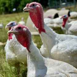 Pasture-Raised Turkey Medium